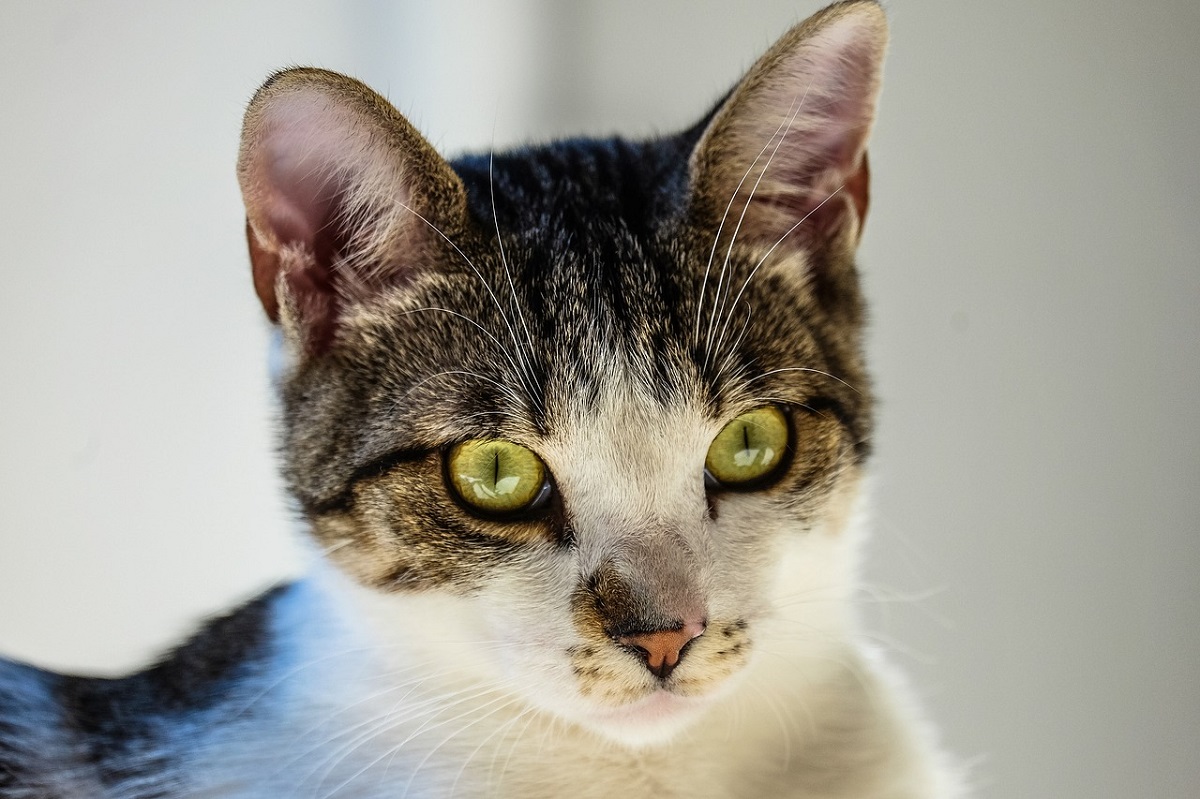 gatto soriano in primo piano