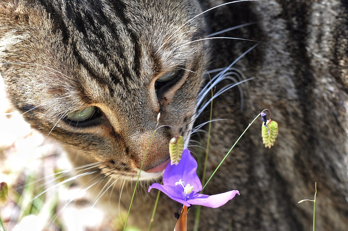 gatto soriano annusa fiore