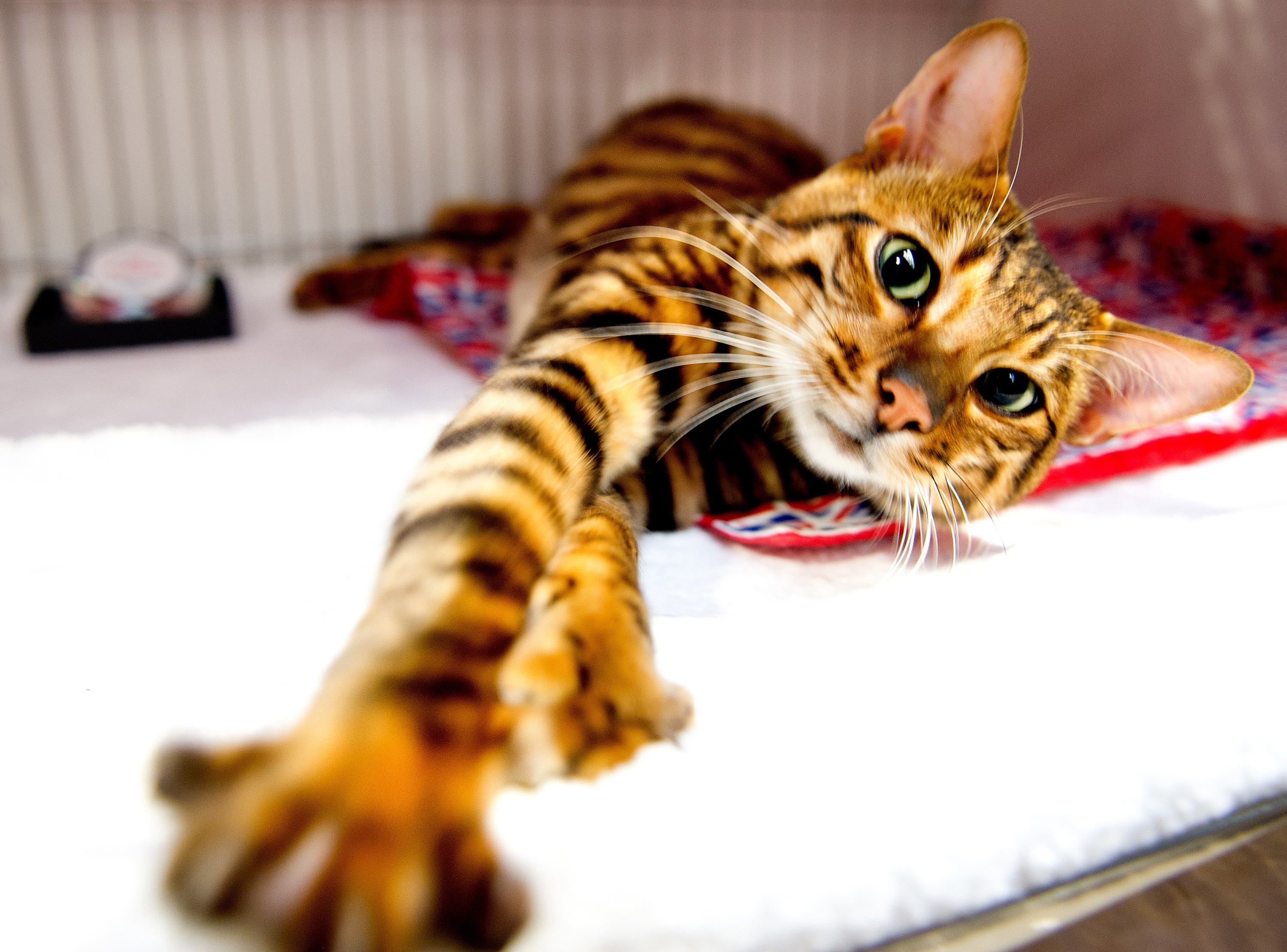 gatto toyger bellissimo