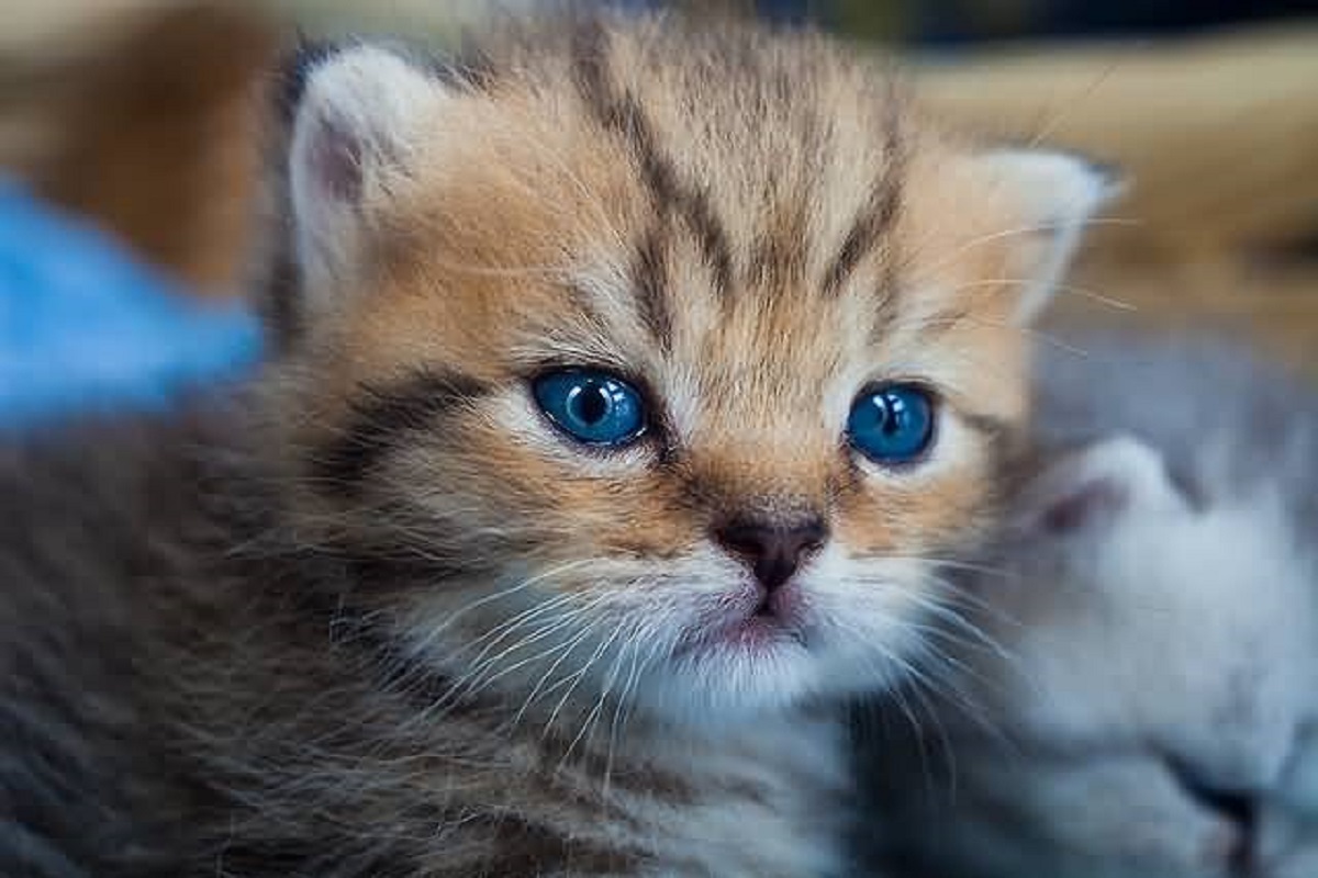 primo piano gattino toyger