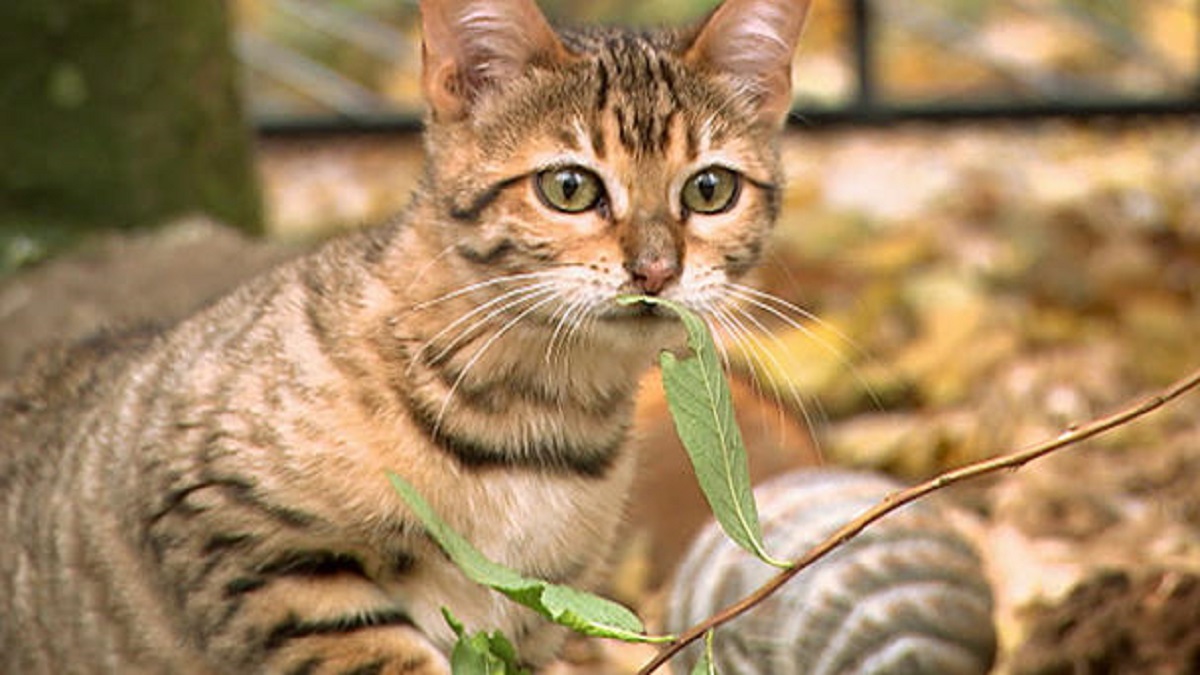 Gatto Toyger: le immagini più belle