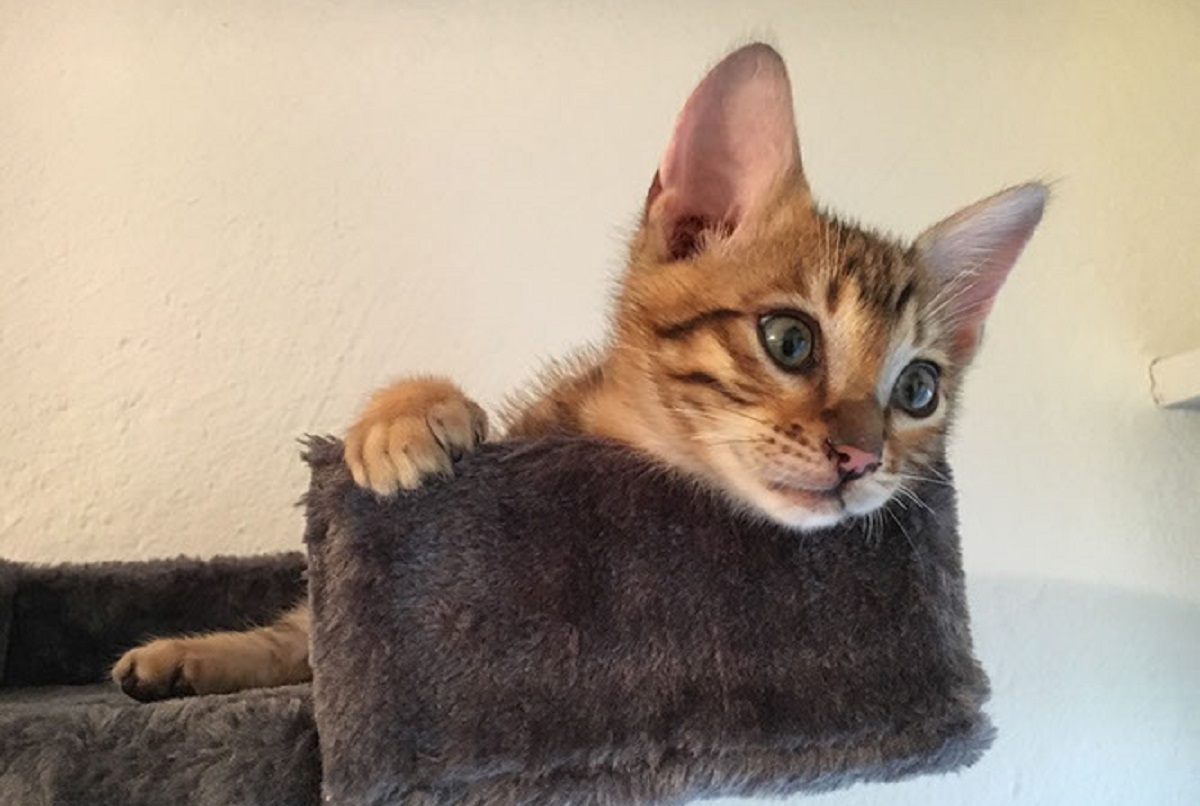 gattino toyger