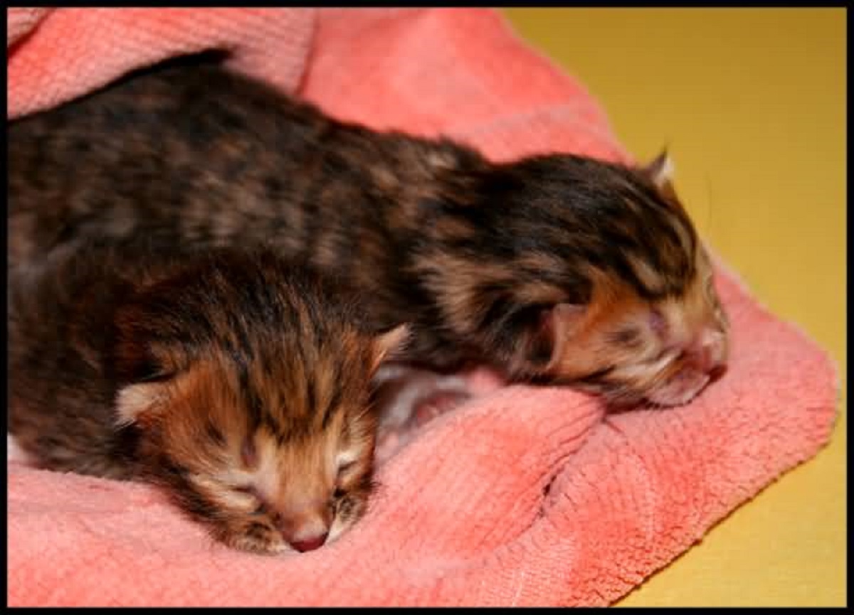 gattini toyger appena nati