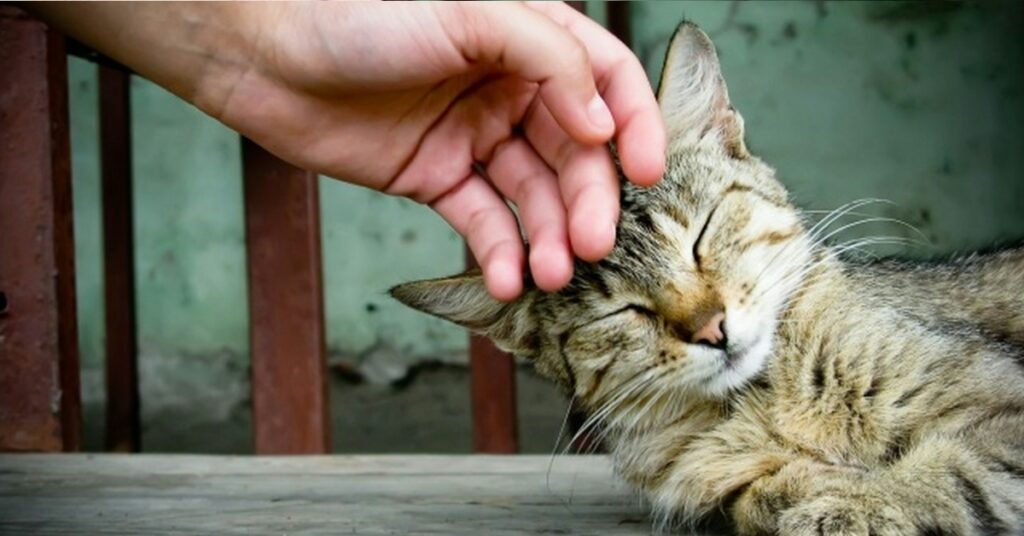 gatto accarezzato sulla testa