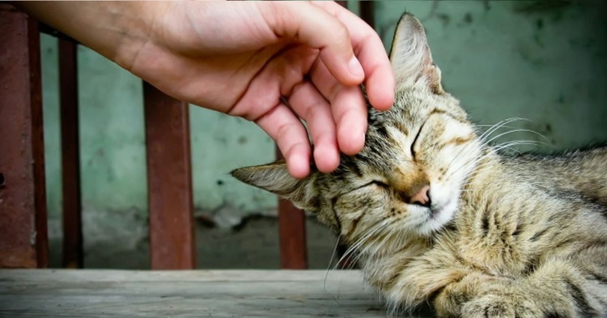 I gatti ci allungano la vita: i poteri curativi delle fusa