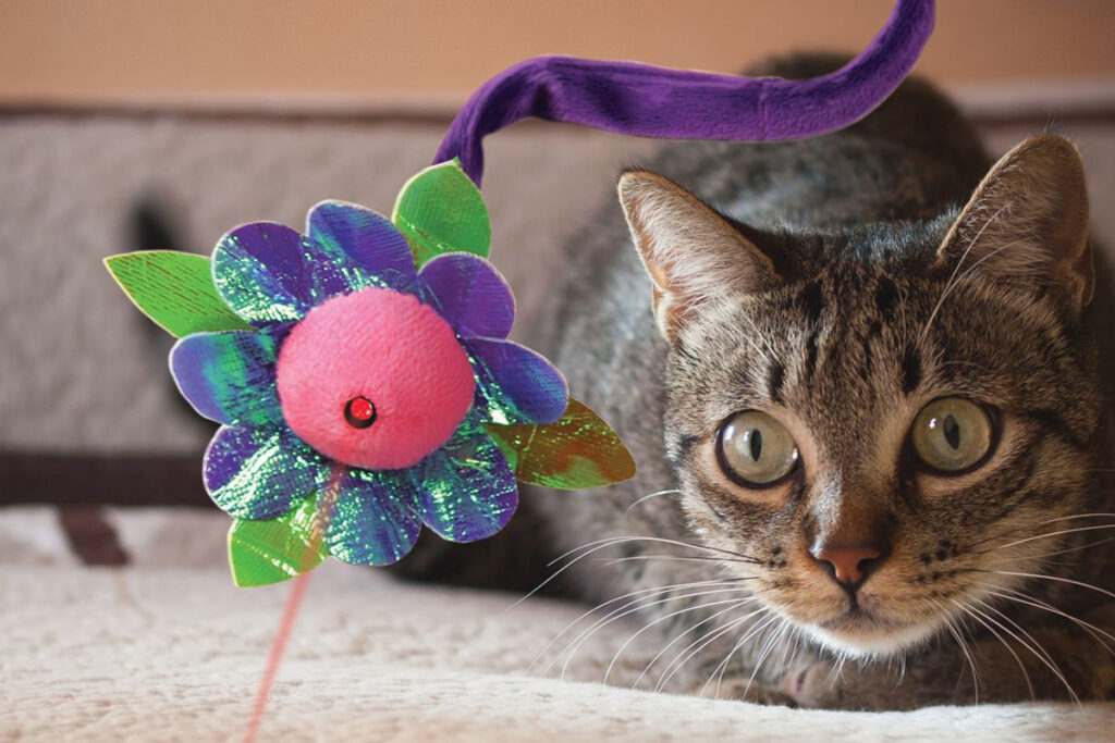 laser a forma di fiore per gatti