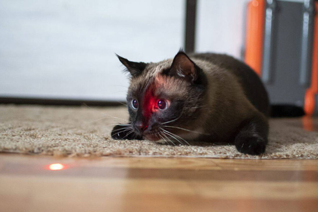 laser preda del gatto