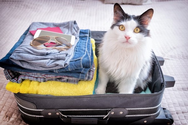 gatto in valigia 