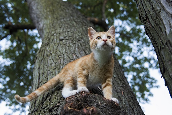 gatto su albero