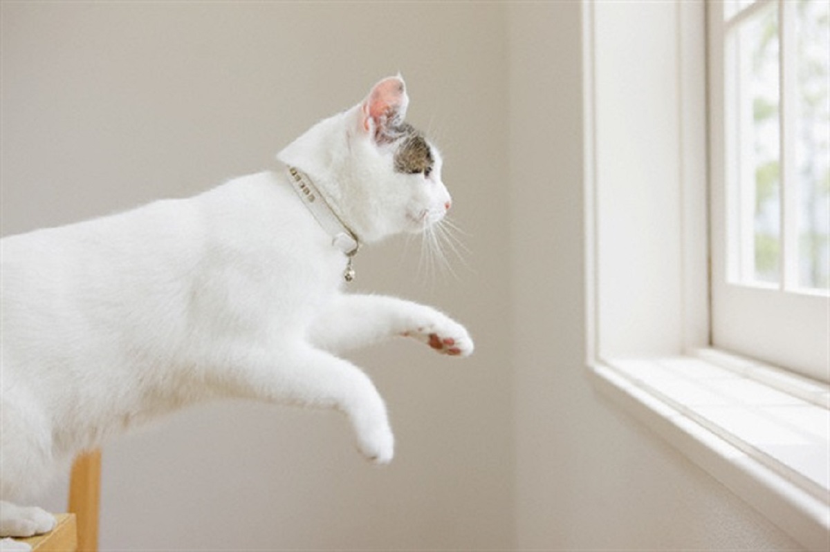 gatto bianco salta verso una finestra