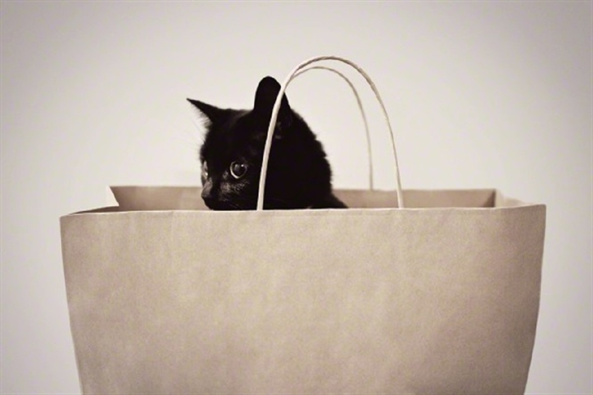 gatto nascosto in un sacchetto