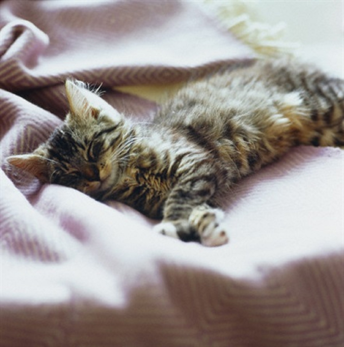 gatto che dorme sul letto
