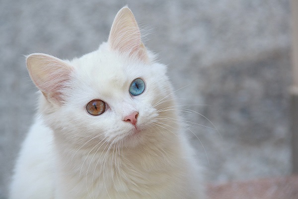 Angora turco gatto