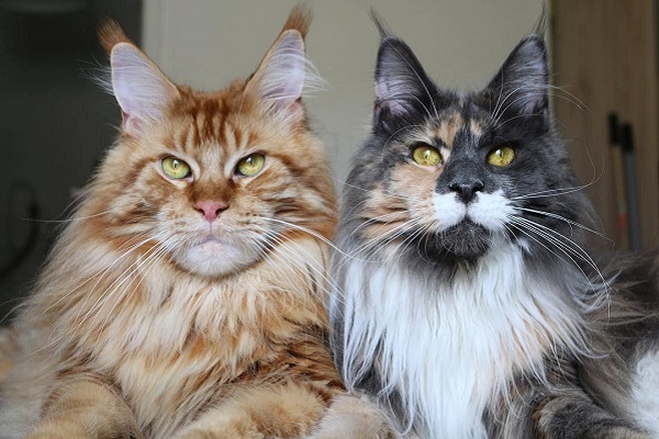 gatti maine coon