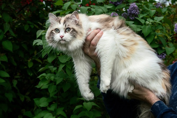 gatto bambola di pezza