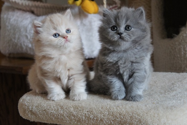 British longhair gatti