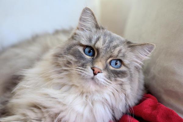 gatto con occhi azzurri