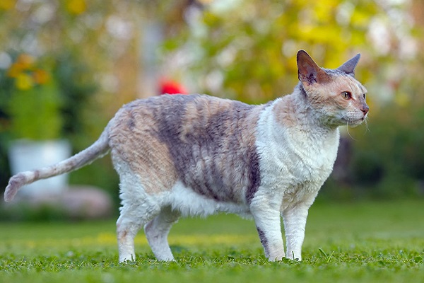 Cornish rex gatto