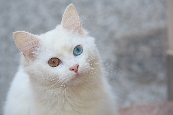 gatto con occhi di colore diverso