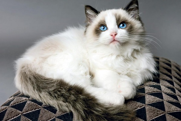 Ragdoll gatto