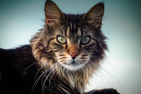 Maine coon gatto