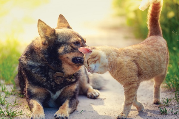 gatto e cane in giardino