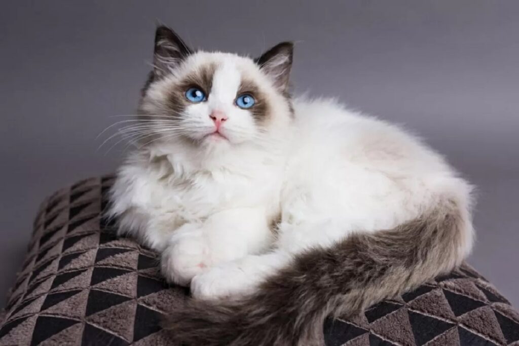 gatto Ragdoll