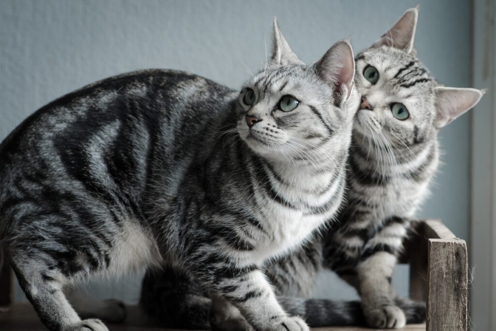 gatti American Shorthair