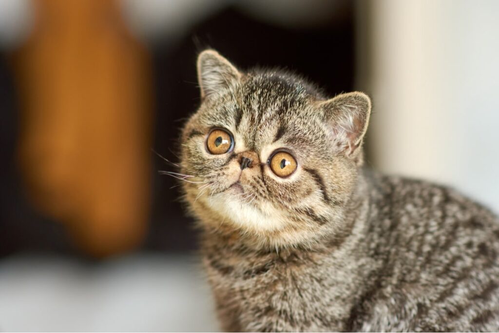 gatto exotic shorthair