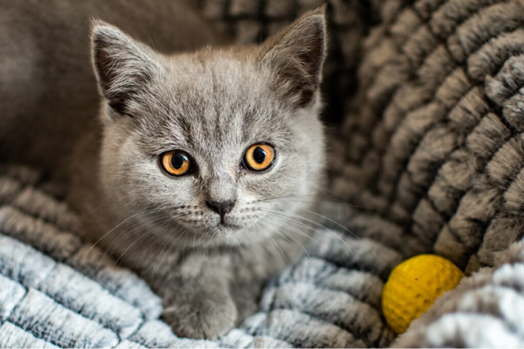 gatto British Shorthair