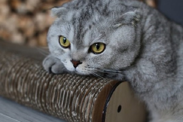 Scottish fold gatto