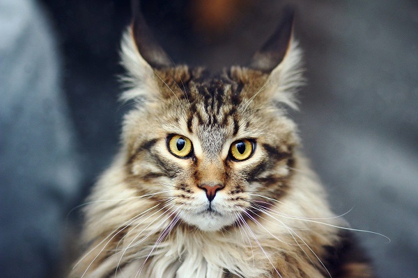 Maine coon gatto