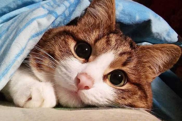 gatto che sta sotto le coperte