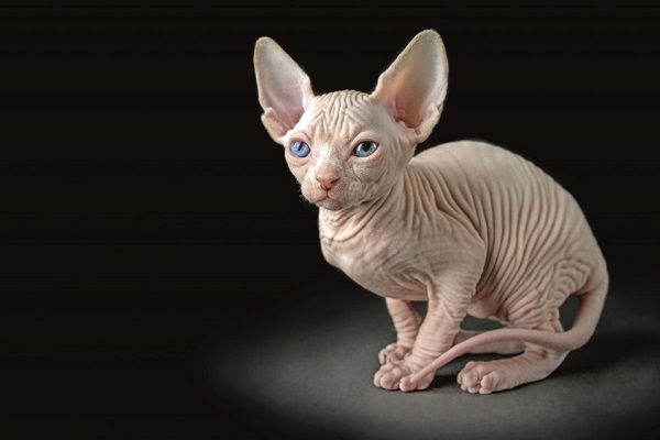 Sphynx gatto