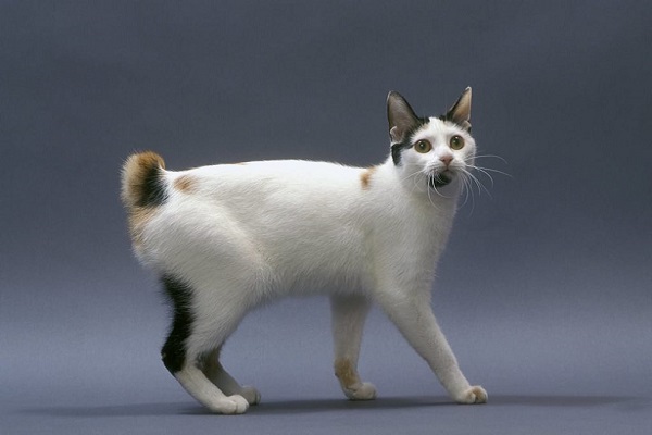 gatto Japanese bobtail