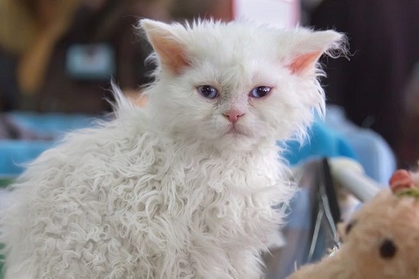 Selkirk rex gatto 