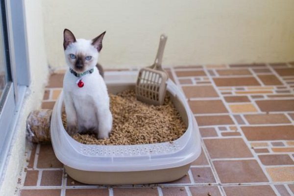 gatto fa i bisogni in sabbia antiodore