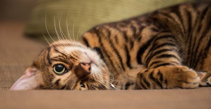 un gatto toyger affettuoso