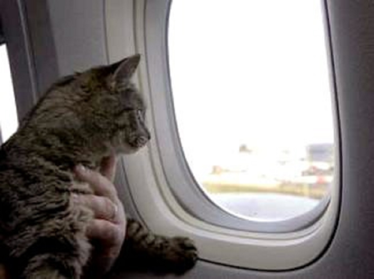 gatto in aereo guarda fuori dal finestrino