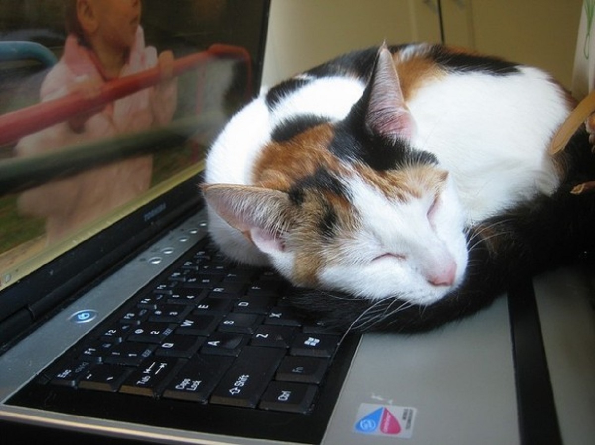 gatto dorme su computer