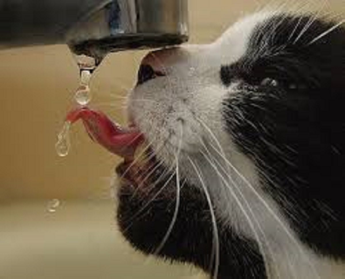 gatto beve dal rubinetto