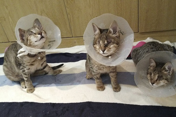 Tre gatti ciechi