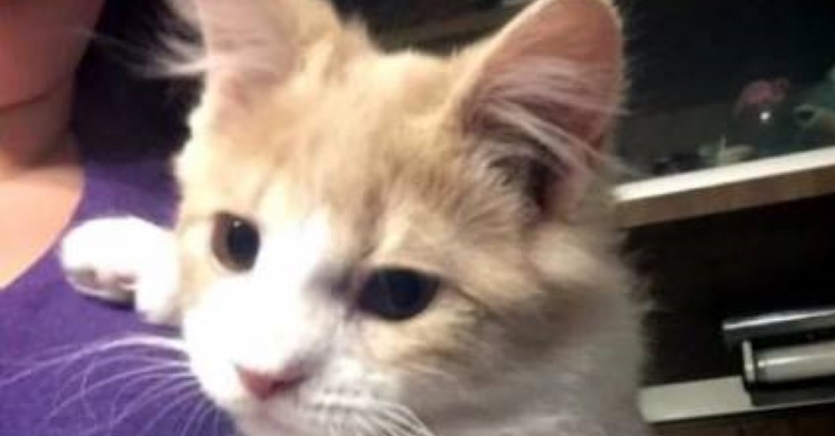 Charger, il gattino gravemente maltrattato che ora vuole essere felice
