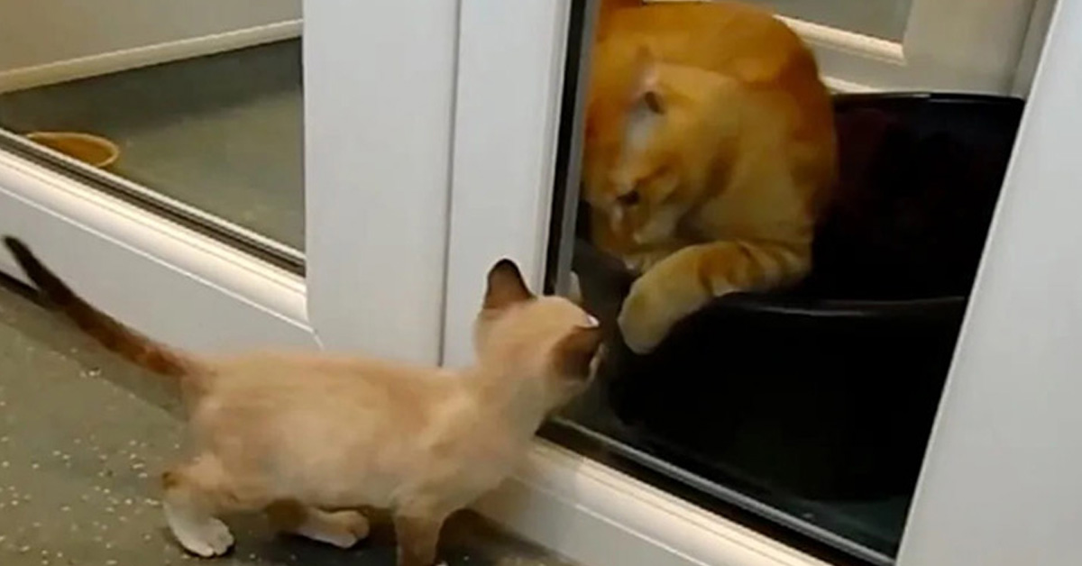 Champ, il gattino minuscolo che aiuta gli altri animali randagi