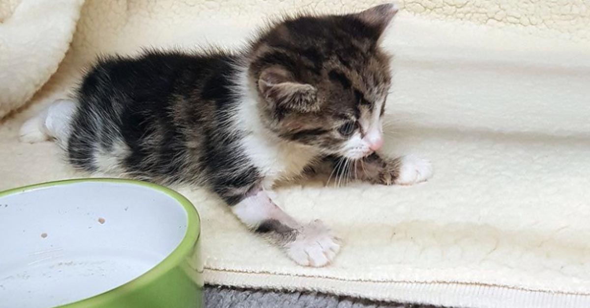 Ellie, il gattino salvato grazie alla trasfusione del sangue di un cane