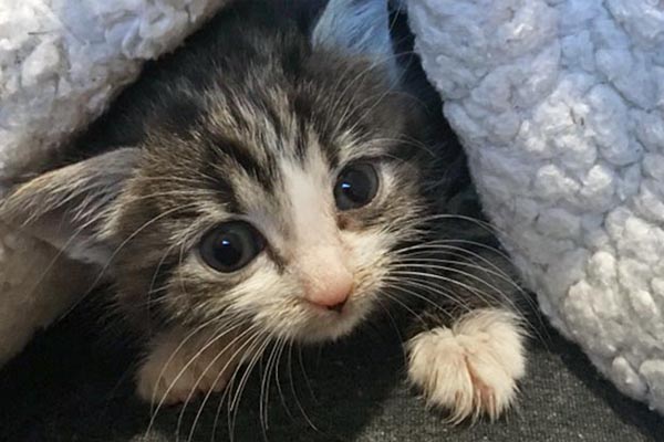 Gatto piccolo che osserva