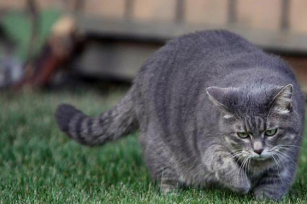 Gatto obeso in un prato