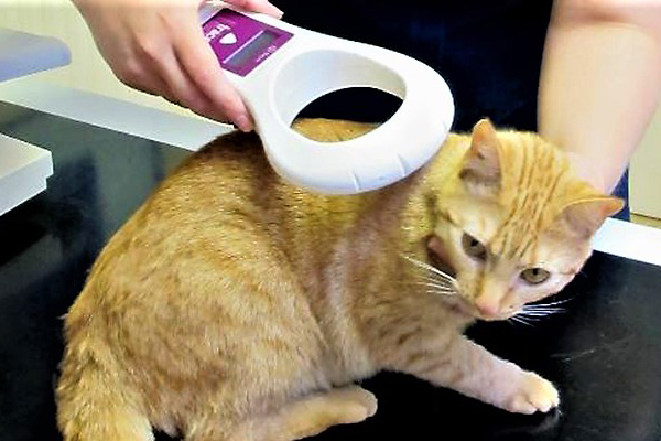 Gatto con il microchip