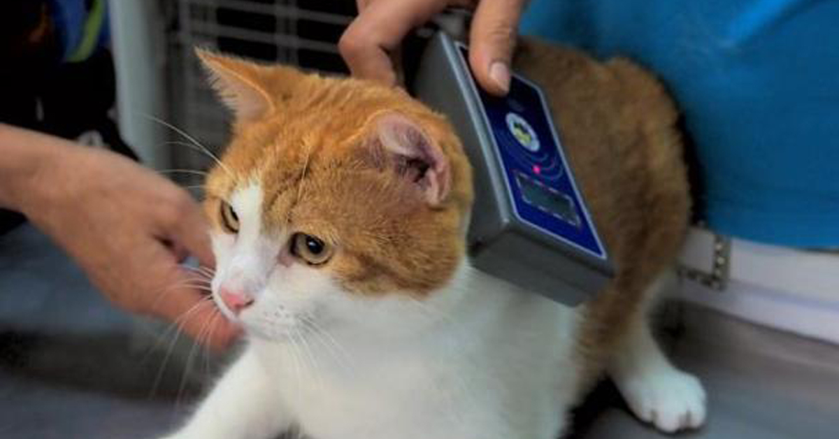 Gatti con il Microchip, arriva l’obbligo in Lombardia