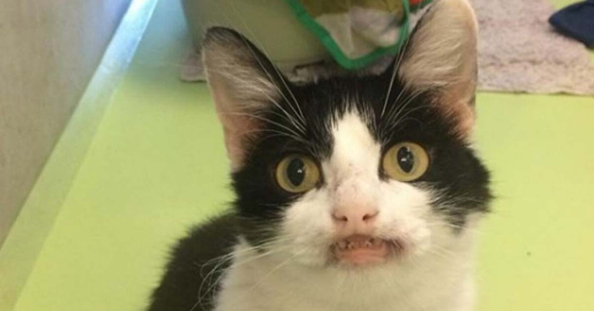 Nala, la gattina in cerca di adozione che non smette di sorridere
